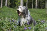 BEARDED COLLIE 235